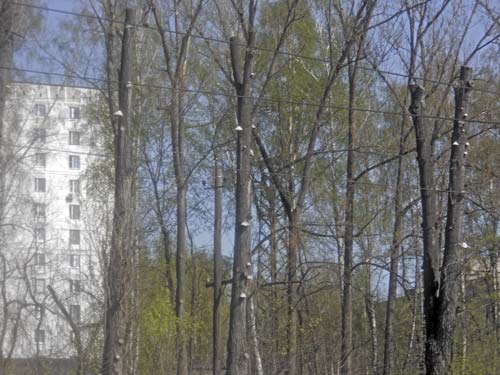 Погибшие деревья напротив ГК "Союзснаб".